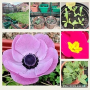 9th May 2024 - Garden collage.