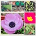 Garden collage.