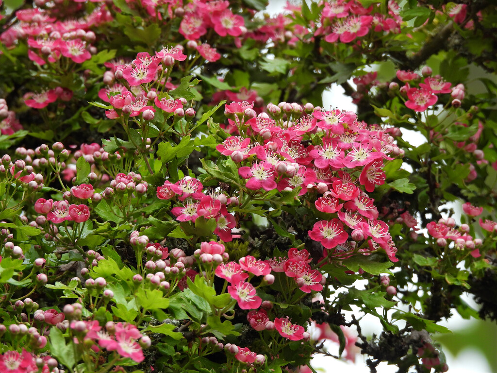 Tree Blossoms, continued by seattlite