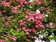 9th May 2024 - Tree Blossoms, continued