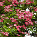 Tree Blossoms, continued by seattlite