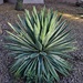 5 8 Agave in the evening.
