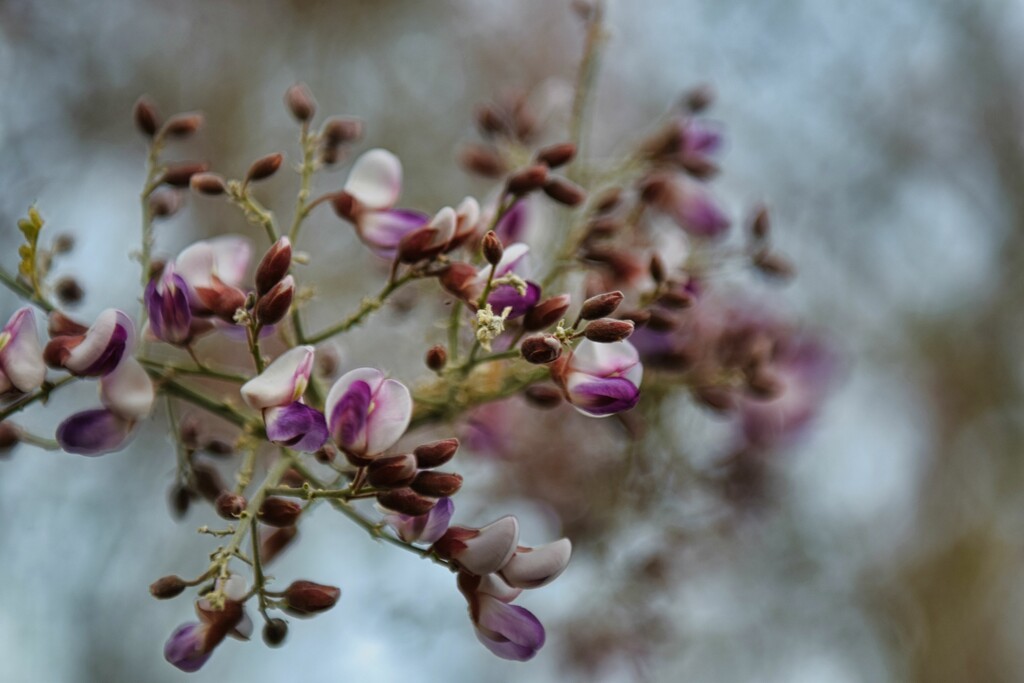 5 8 Blooming Tree near my home by sandlily