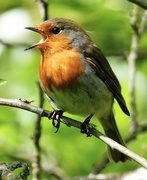 9th May 2024 - Robin