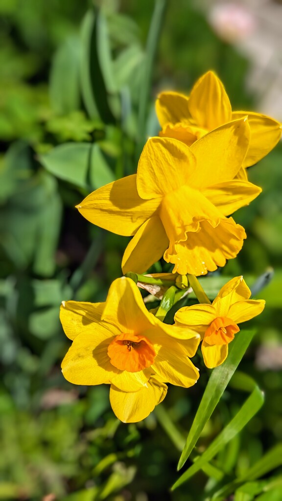 Daffodils by zilli