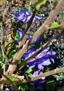 9th May 2024 - Clematis Flowers