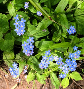 9th May 2024 - Forget-me-not!