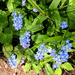 Forget-me-not!