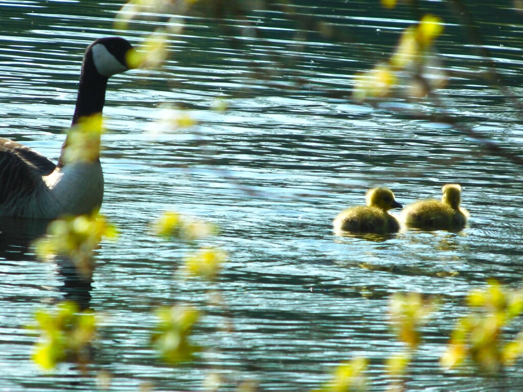Canada Goose and two goslings by 365anne
