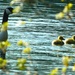 Canada Goose and two goslings