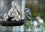 9th May 2024 - Tired little blue tit