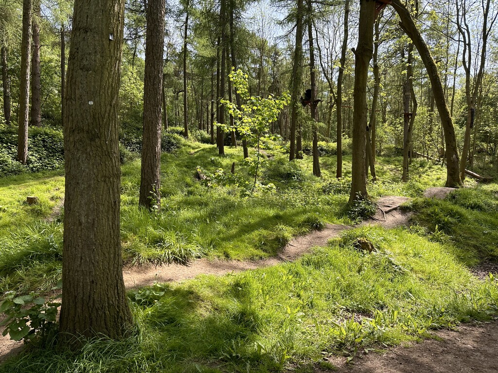 The path through the woods by pamknowler