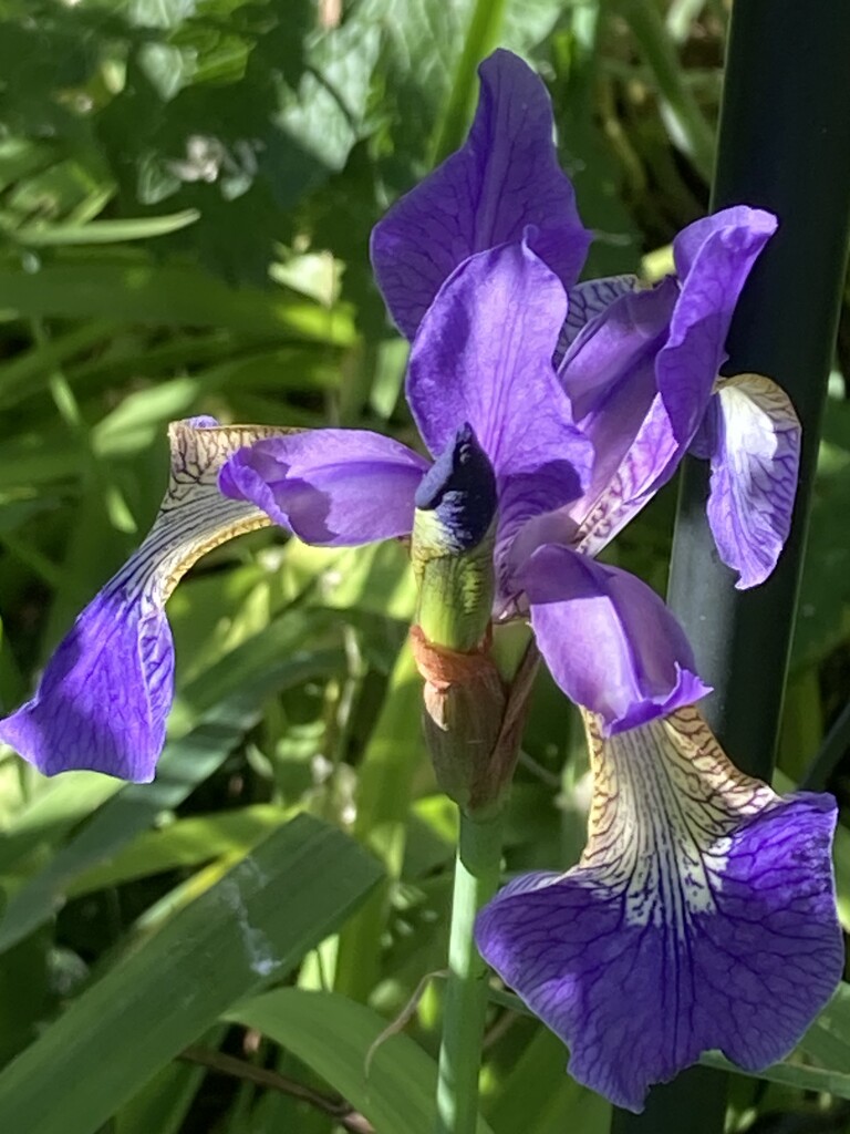 Iris Flower by cataylor41