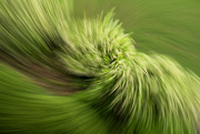 9th May 2024 - Swirling Virginia Sweetspire ICM-2
