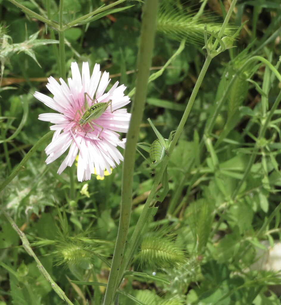 Pink daisy with grasshopper by felicityms