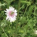 Pink daisy with grasshopper