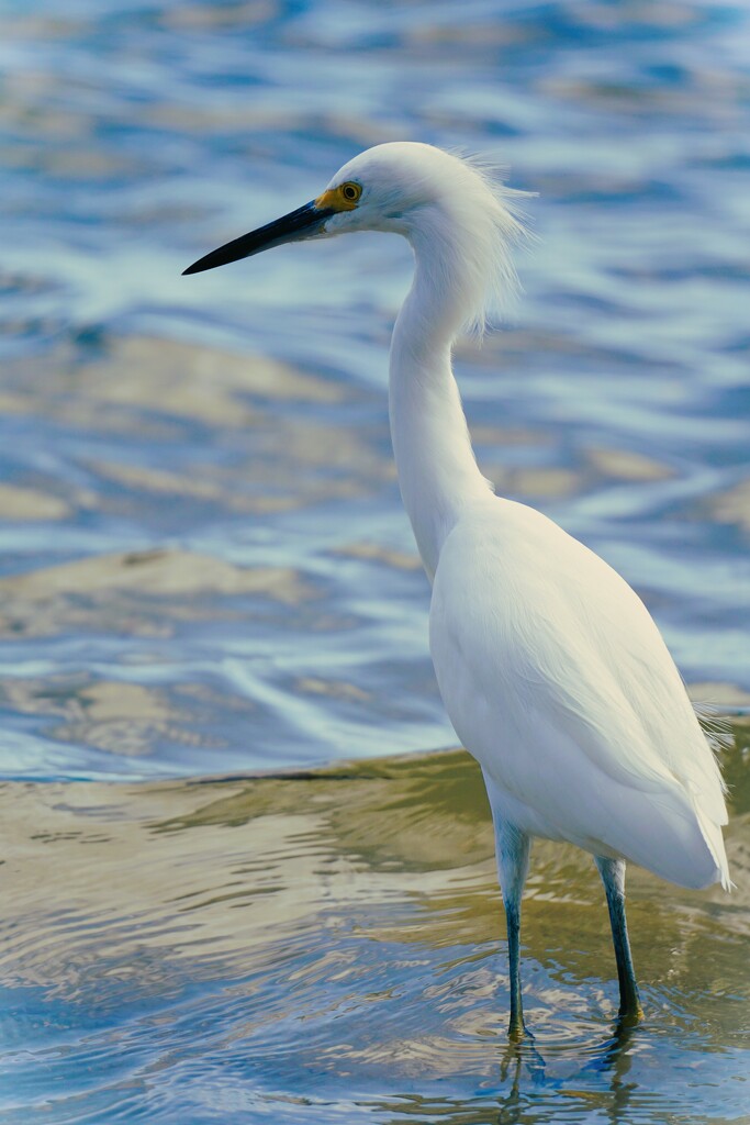 Snowy Egret by photohoot