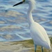 Snowy Egret by photohoot