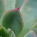 Echevaria Macro by anziphoto