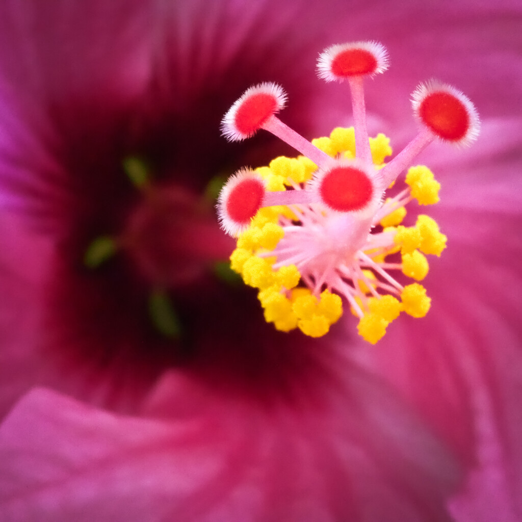 Hibiscus Flower by anziphoto