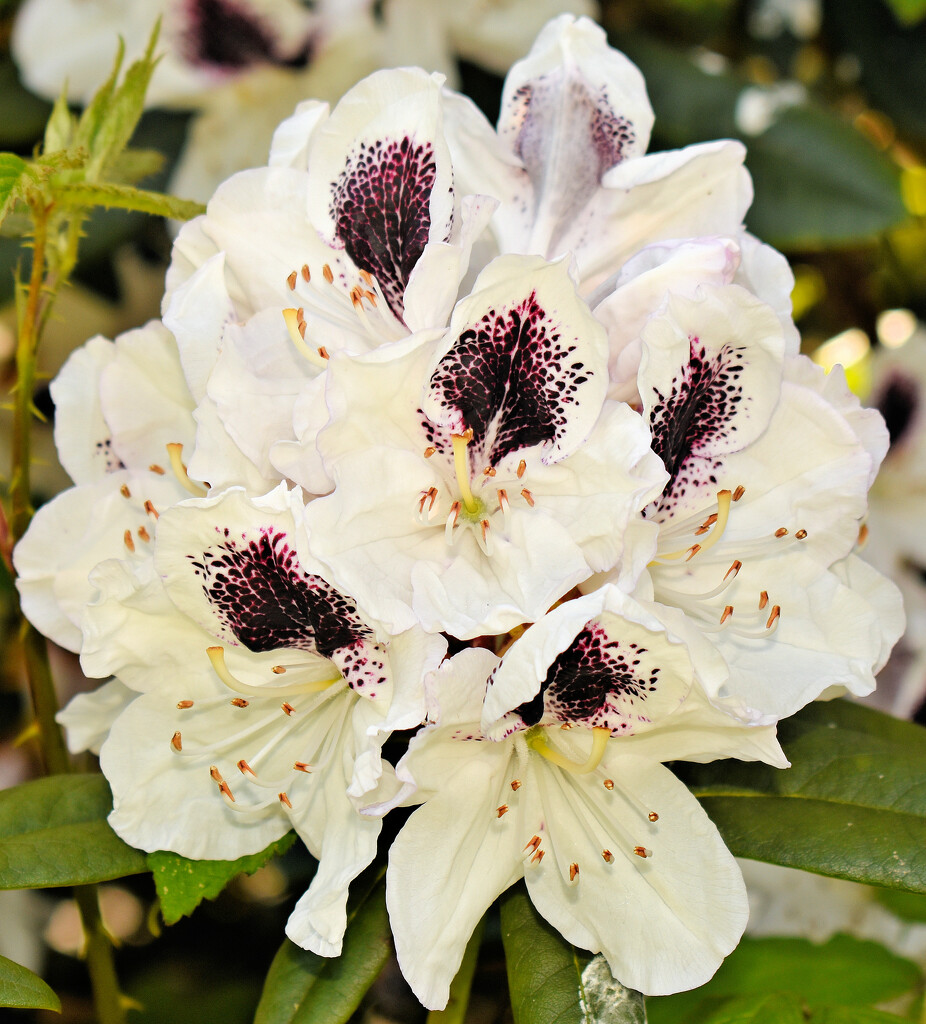 Rhododendron by shearn1