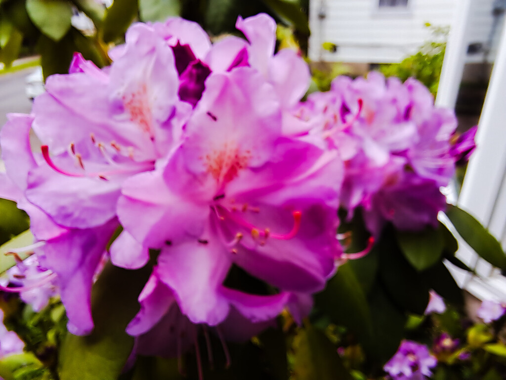 Rhododendron  by mgbio