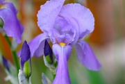 9th May 2024 - Lavender Iris