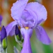 Lavender Iris by lynnz