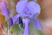 9th May 2024 - Lavender Iris