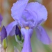 Lavender Iris by lynnz