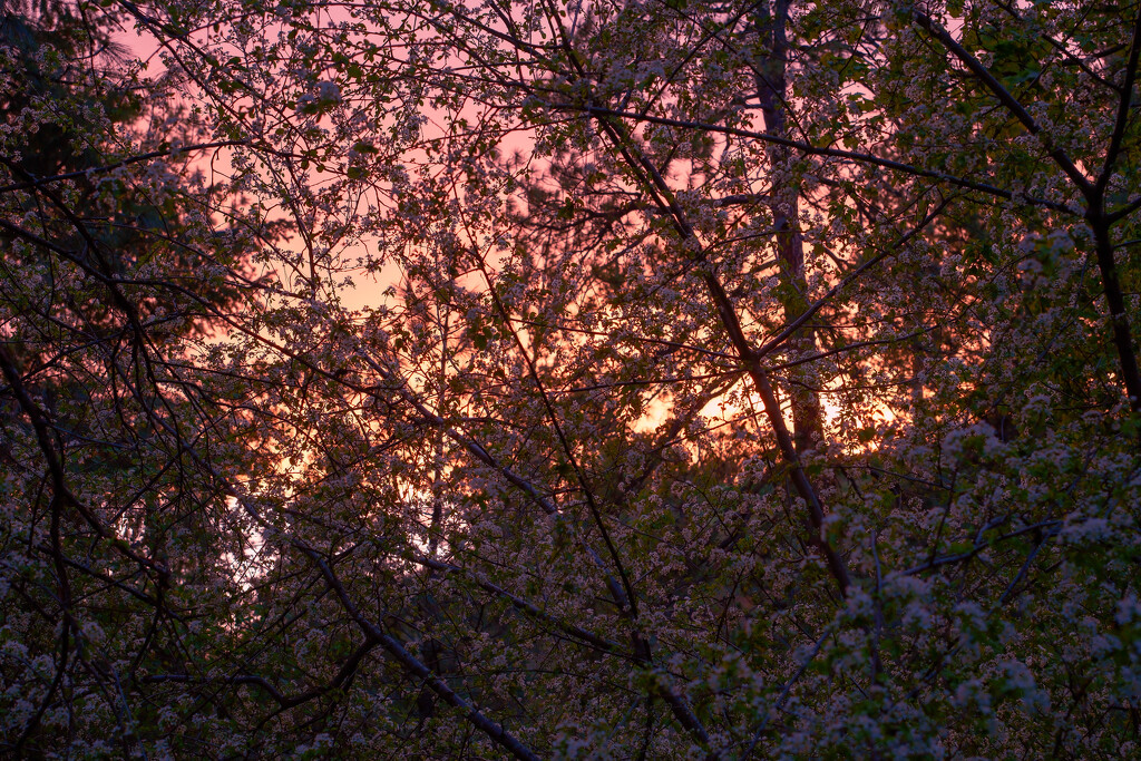 Looking at the trees through the trees by josharp186