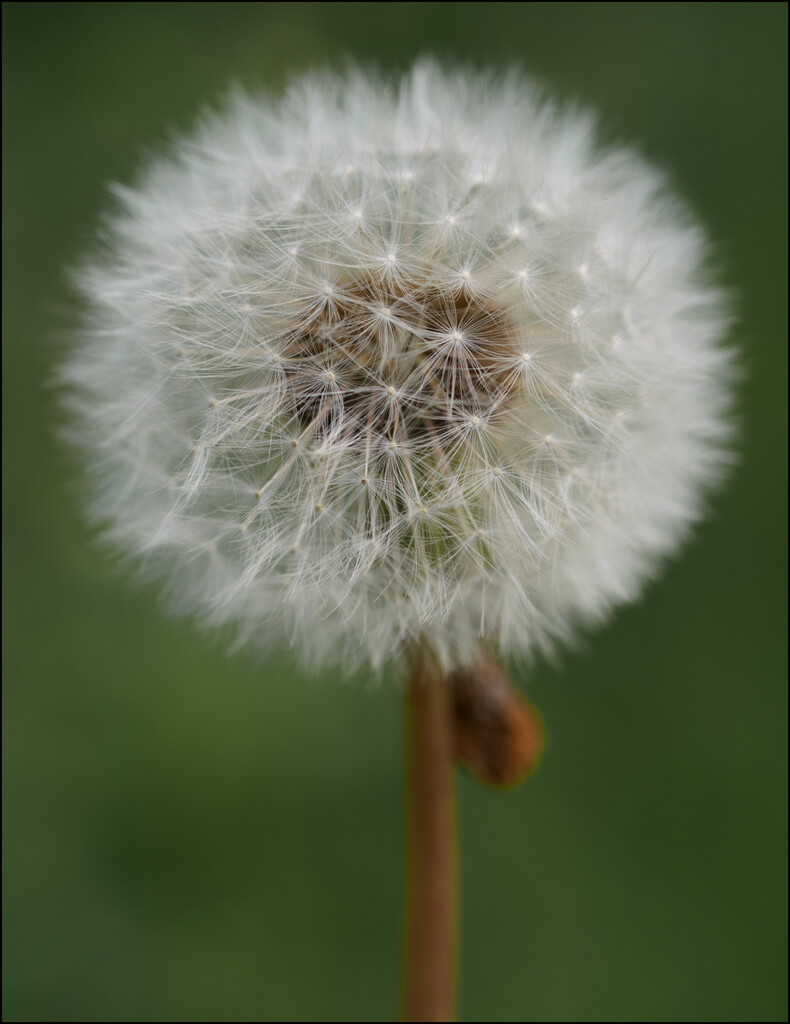 24 - Dandelion Clock by marshwader