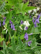 17th Apr 2024 - First bluebells of the year