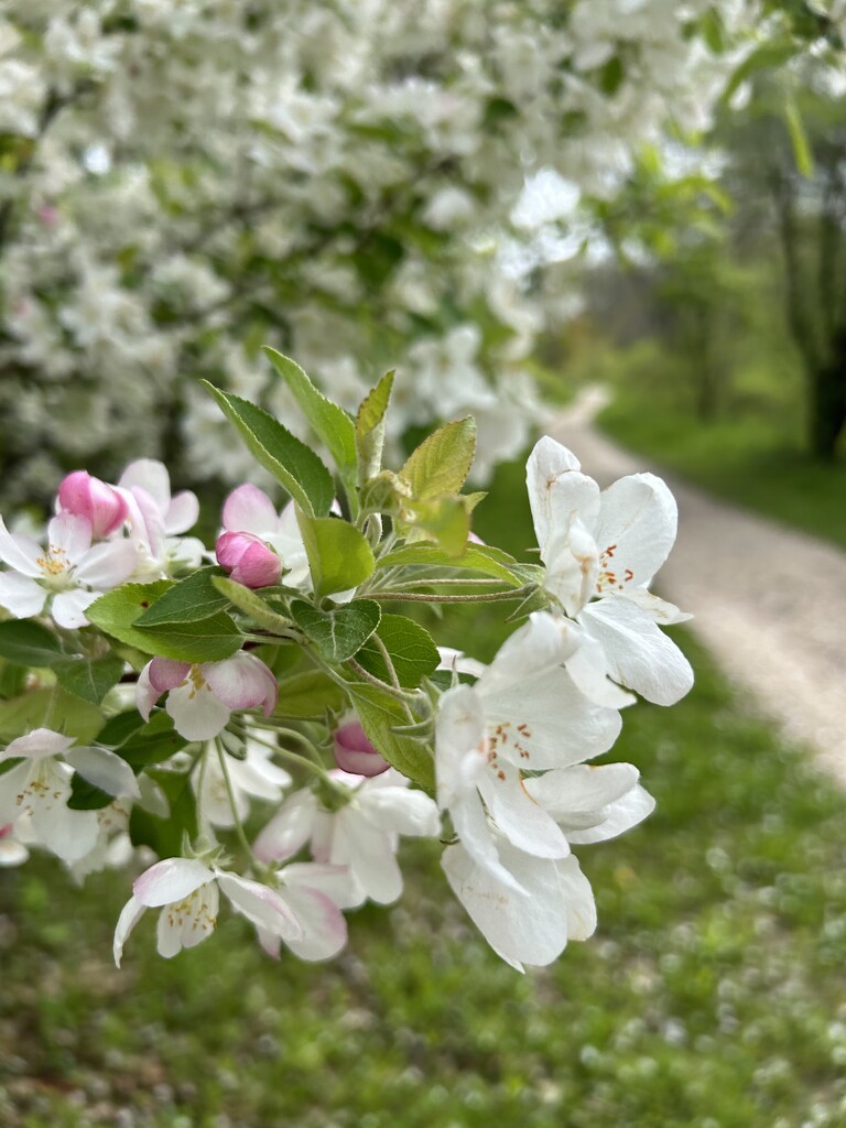Crab apple blossoms along the trail by mltrotter