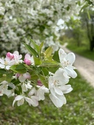 9th May 2024 - Crab apple blossoms along the trail