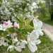 Crab apple blossoms along the trail