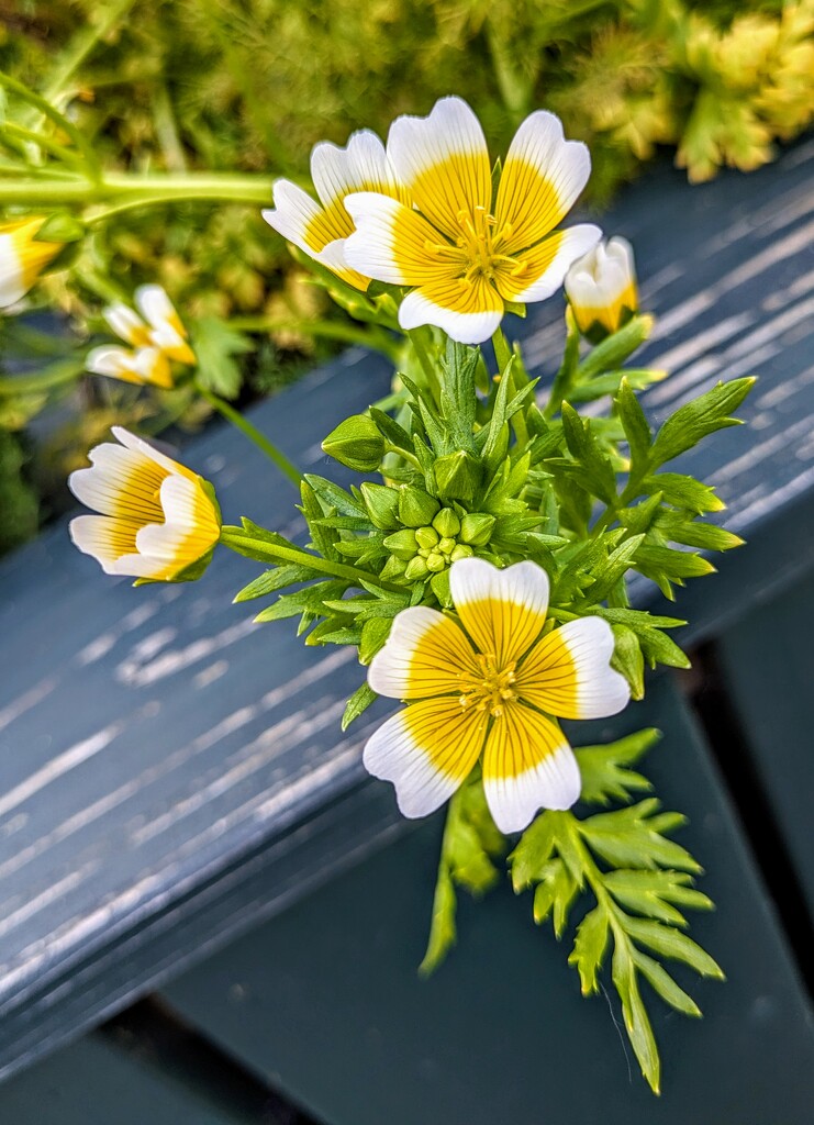 Poached egg plant  by boxplayer