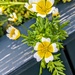 Poached egg plant 