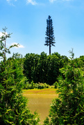 7th May 2024 - Verizon Pine Standing Tall