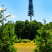 Verizon Pine Standing Tall by hjbenson