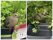 10th May 2024 - Mourning doves