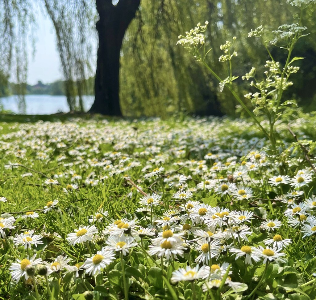 Daisies by pattyblue