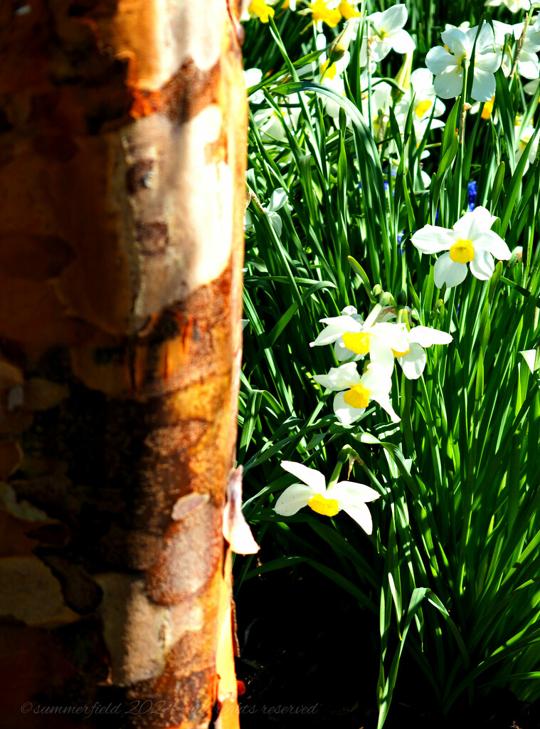 paperbark maple and white jonquils  by summerfield