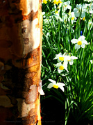 9th May 2024 - paperbark maple and white jonquils 