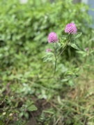 9th May 2024 - Purple Clover