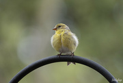 9th May 2024 - American Goldfinch
