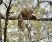 10th May 2024 - Scratching An Itch High In The Treetop