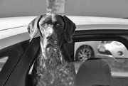 10th May 2024 - dogs in cars