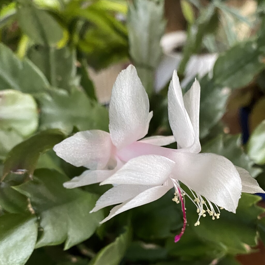 Thanksgiving cactus is blooming again! by mtb24