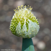 9th May 2024 - Emerging Allium